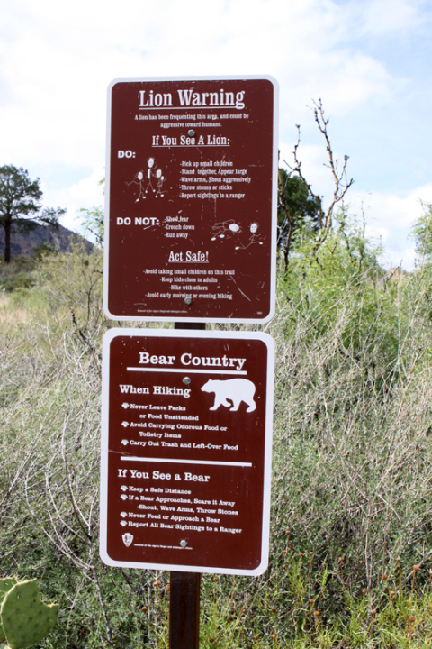 Placas sobre o que fazer em caso de encontro com um puma ou urso no Big Bend
