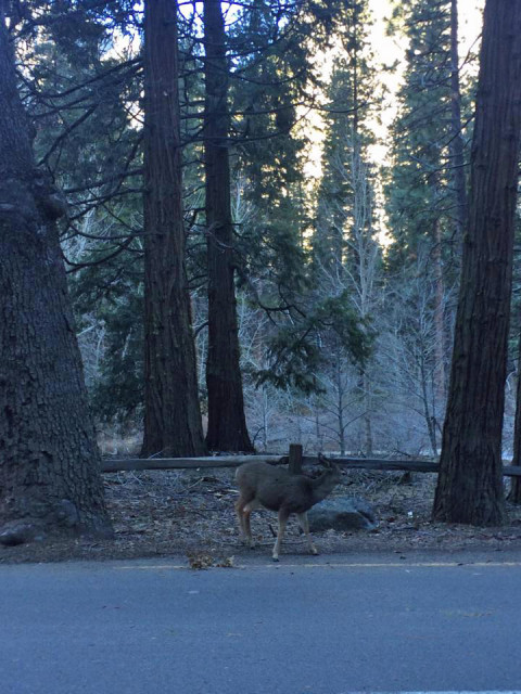 Um cervo no Yosemite National Park