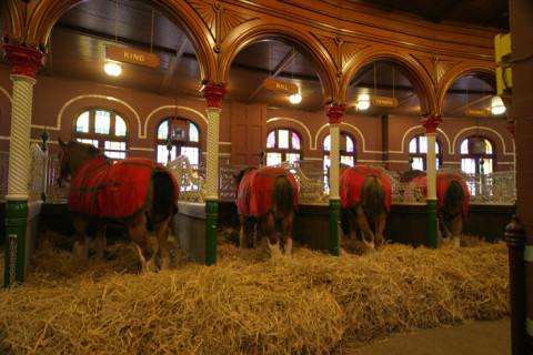 Os famosos cavalos Clydesdales que aparecem nos comerciais da Budweiser