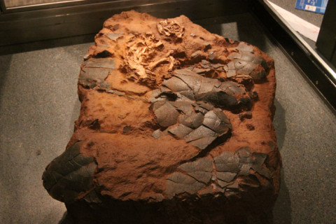 Um fóssil de dinossauro no ninho