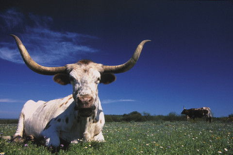 Longhorn em uma fazenda no Texas. Foto: Travel Tex