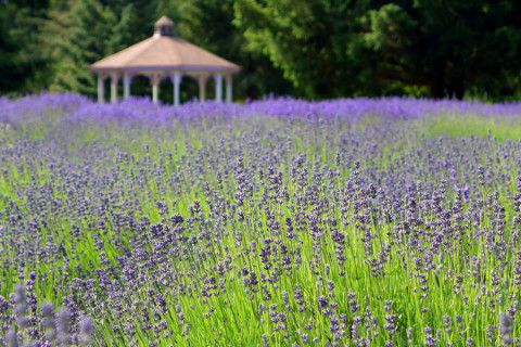 Martha Lane Lavender Farm