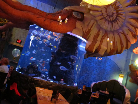 O Nautilus em cima do aquário no cantinho da área marinha