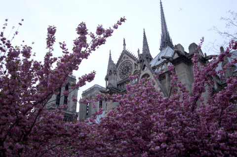 Notre Dame e as cerejeiras em flor na primavera