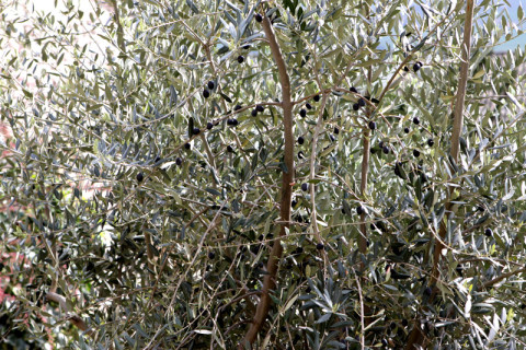 Oliveira carregada de azeitonas