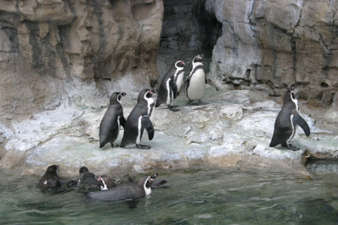 Os pinguins no St Louis Zoo, foto de 2005