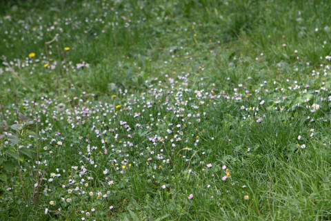 Primavera em Spoleto