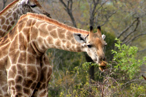 Girafa no Kruger Park