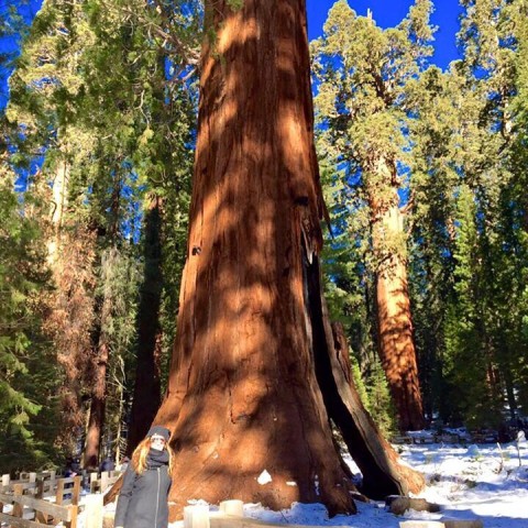 Sequoias National Park - espetacular