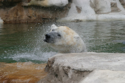 O urso polar do St Louis Zoo