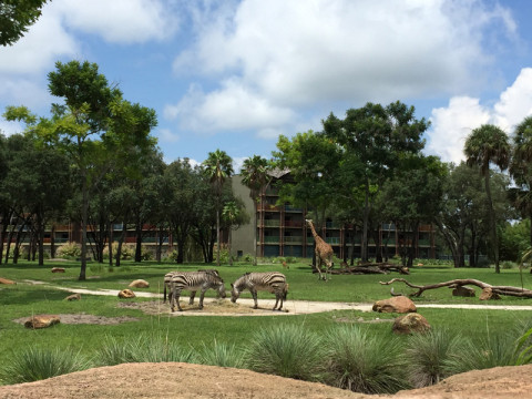 zebrasgirafasunsetsavannah