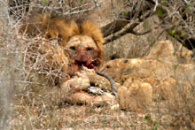 Leões comendo a sua presa
