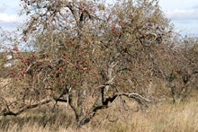 Uma macieira seca, parecia morta, não fosse pela quantidade absurda de maçãs