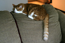 Gato aprovou o sofá do apartamento.