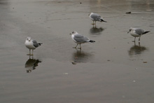 Os pássaros andando no gelo.