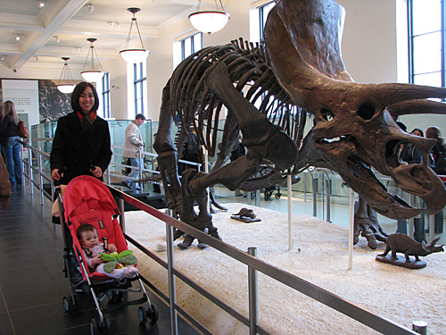 Museu de História Natural em NY - dicas de museus com crianças