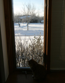 Gato olhando a neve e os passarinhos lá fora na manhã do dia 25.